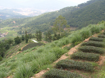 铁观音茶叶生态茶园