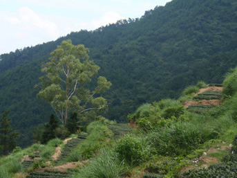 铁观音茶叶生态茶园