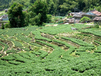 铁观音茶叶生态茶园